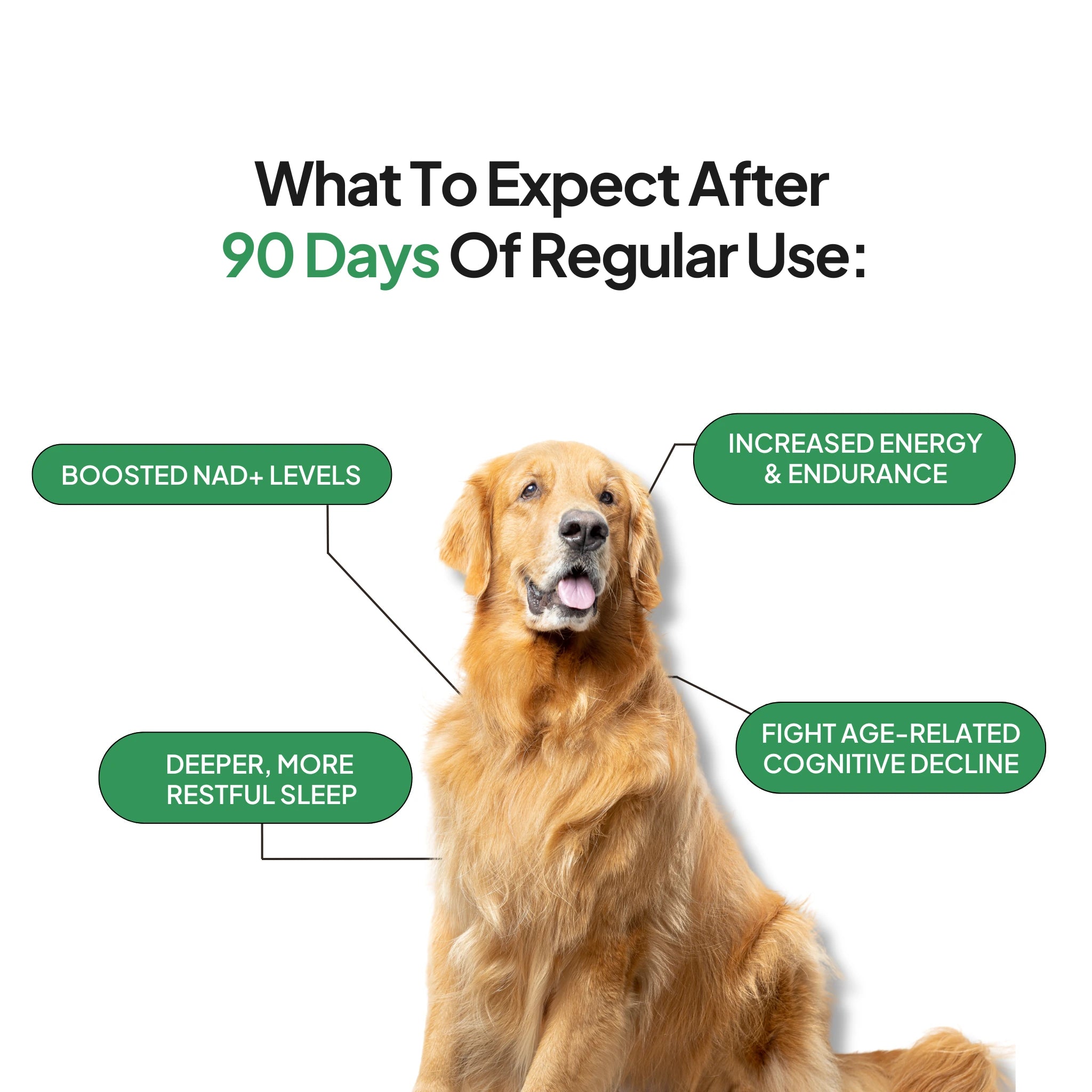 NMN for Dogs