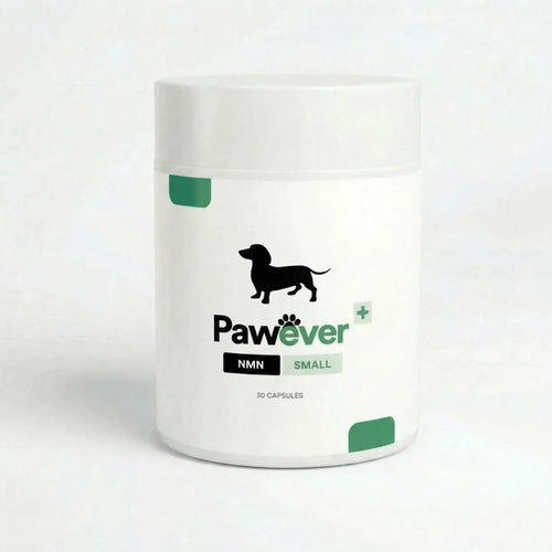 NMN for Dogs