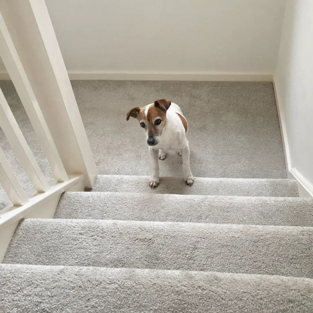 Dog On Stairs