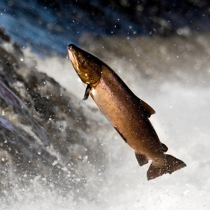 Concentrated Fish Oil