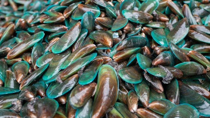 Green Lipped Mussel