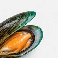 Green Lipped Mussel (Perna canaliculus)