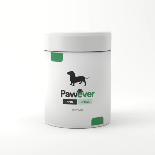 NMN for Dogs