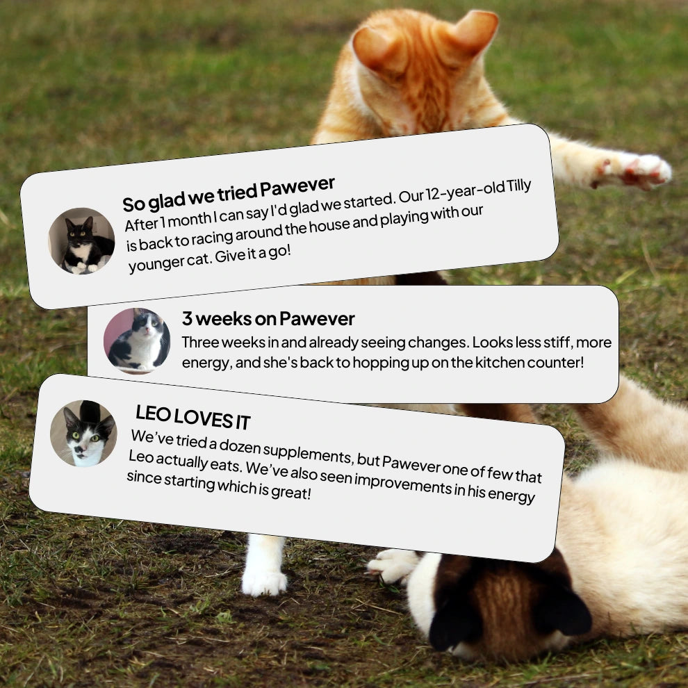 NMN for Cats